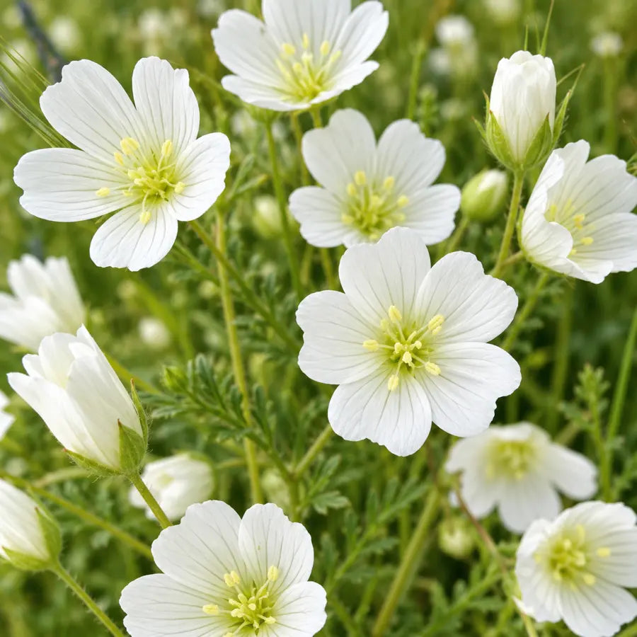 White meadowfoam flowers in bloom