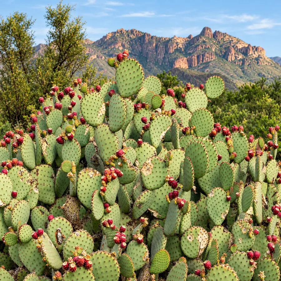 Prickly pear cactus with ripe red fruit in the Atlas Mountains